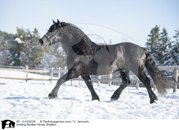 trotting Noriker Horse Stallion / VJ-03236