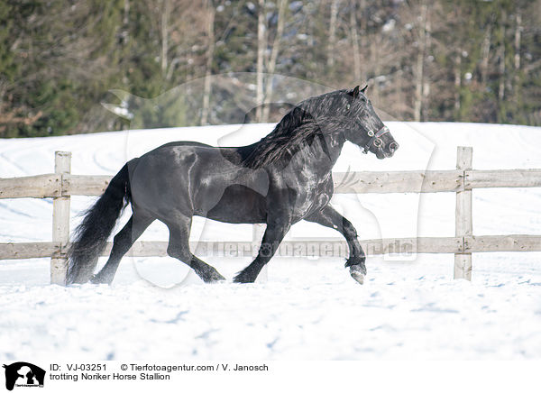 trabender Noriker Hengst / trotting Noriker Horse Stallion / VJ-03251
