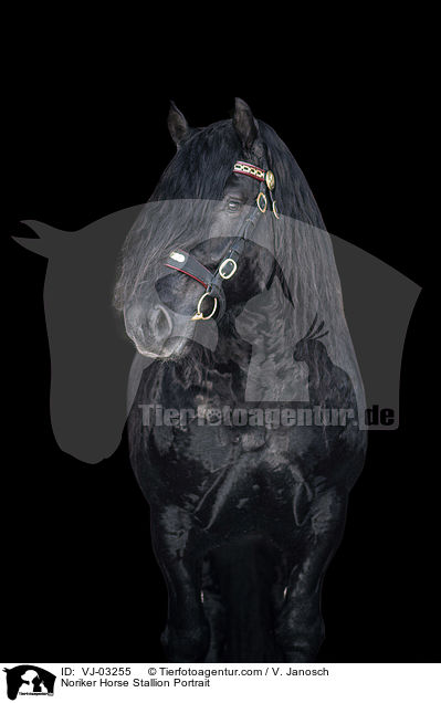 Noriker Hengst Portrait / Noriker Horse Stallion Portrait / VJ-03255