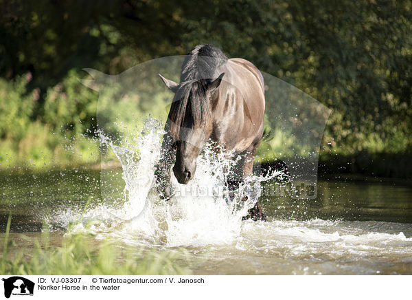 Noriker Horse in the water / VJ-03307