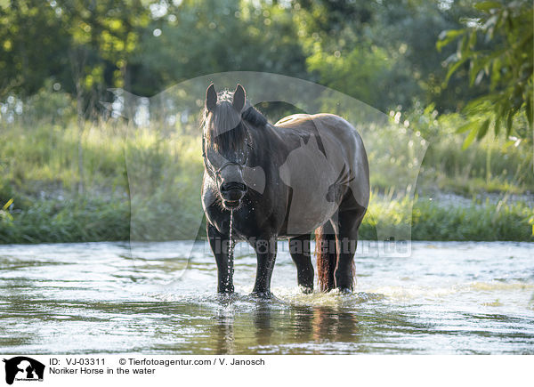 Noriker Horse in the water / VJ-03311