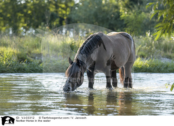 Noriker im Wasser / Noriker Horse in the water / VJ-03312