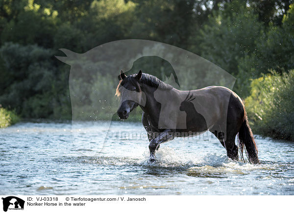 Noriker im Wasser / Noriker Horse in the water / VJ-03318