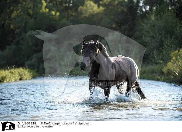 Noriker im Wasser / Noriker Horse in the water / VJ-03319