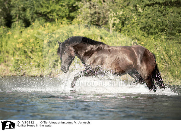 Noriker im Wasser / Noriker Horse in the water / VJ-03321