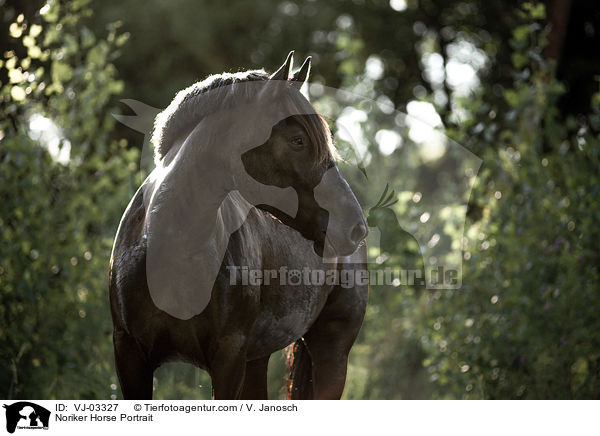 Noriker Portrait / Noriker Horse Portrait / VJ-03327