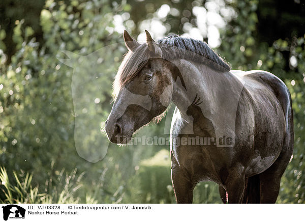 Noriker Portrait / Noriker Horse Portrait / VJ-03328