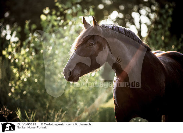 Noriker Portrait / Noriker Horse Portrait / VJ-03329