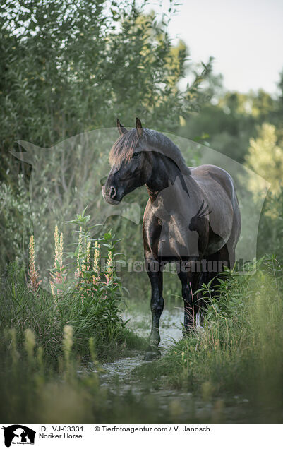 Noriker / Noriker Horse / VJ-03331