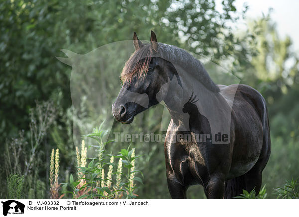 Noriker Portrait / Noriker Horse Portrait / VJ-03332