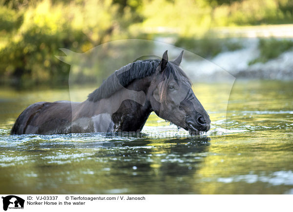 Noriker im Wasser / Noriker Horse in the water / VJ-03337