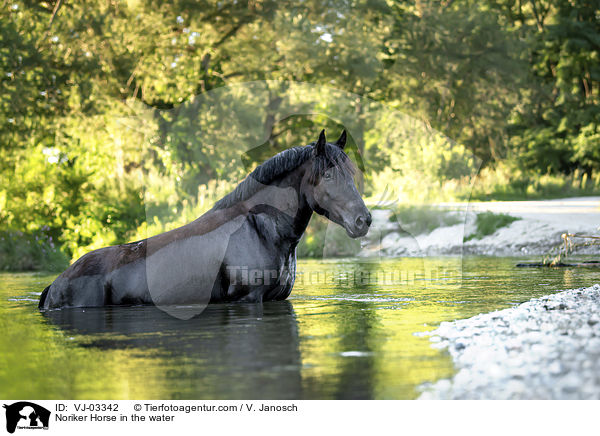 Noriker im Wasser / Noriker Horse in the water / VJ-03342