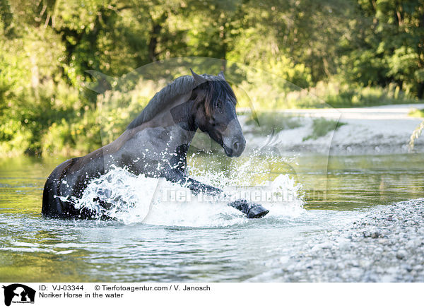 Noriker im Wasser / Noriker Horse in the water / VJ-03344
