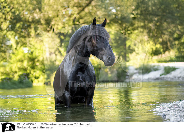 Noriker im Wasser / Noriker Horse in the water / VJ-03346