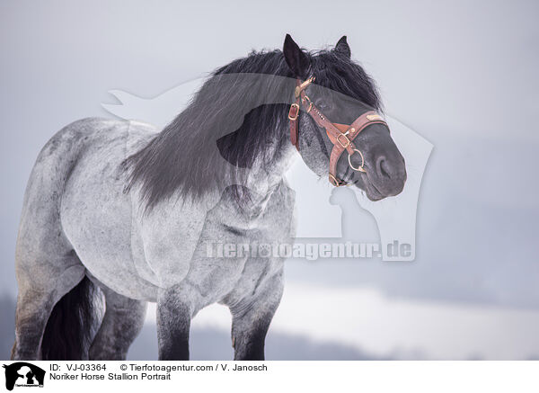 Noriker Hengst Portrait / Noriker Horse Stallion Portrait / VJ-03364