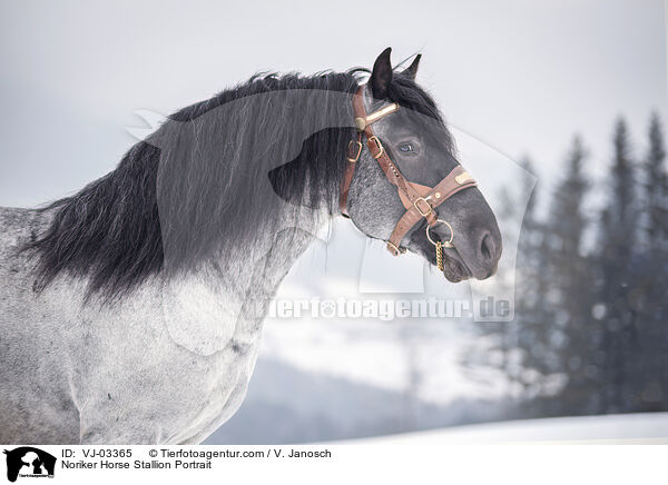 Noriker Hengst Portrait / Noriker Horse Stallion Portrait / VJ-03365