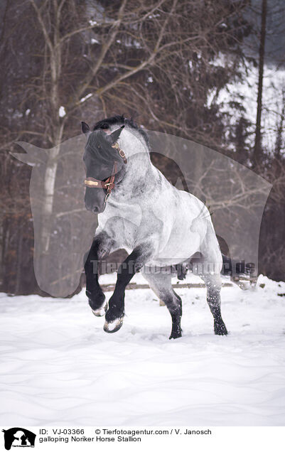 galloping Noriker Horse Stallion / VJ-03366