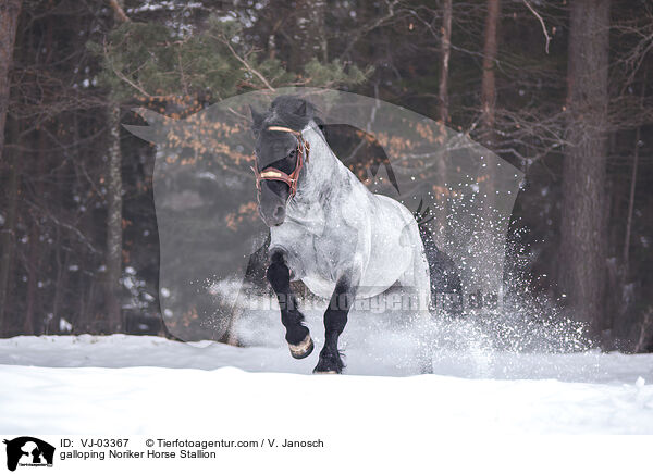 galloping Noriker Horse Stallion / VJ-03367