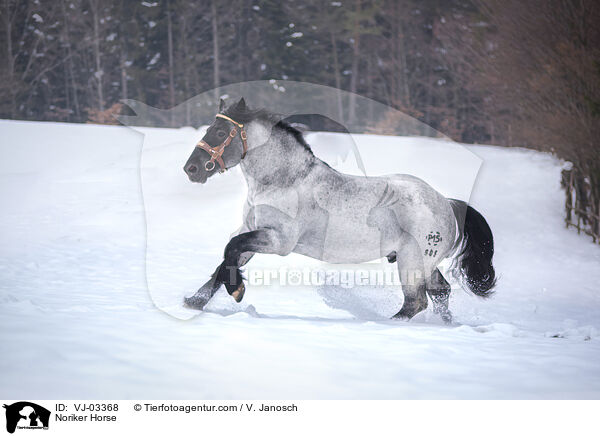 Noriker / Noriker Horse / VJ-03368