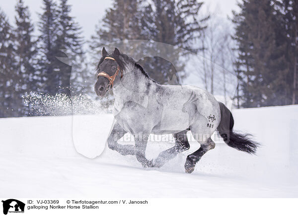 galoppierender Noriker Hengst / galloping Noriker Horse Stallion / VJ-03369