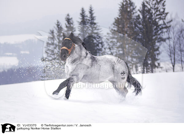 galoppierender Noriker Hengst / galloping Noriker Horse Stallion / VJ-03370