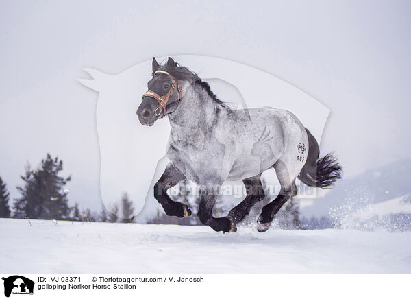 galloping Noriker Horse Stallion / VJ-03371