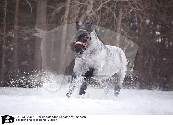 galloping Noriker Horse Stallion / VJ-03373