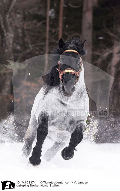 galloping Noriker Horse Stallion / VJ-03374