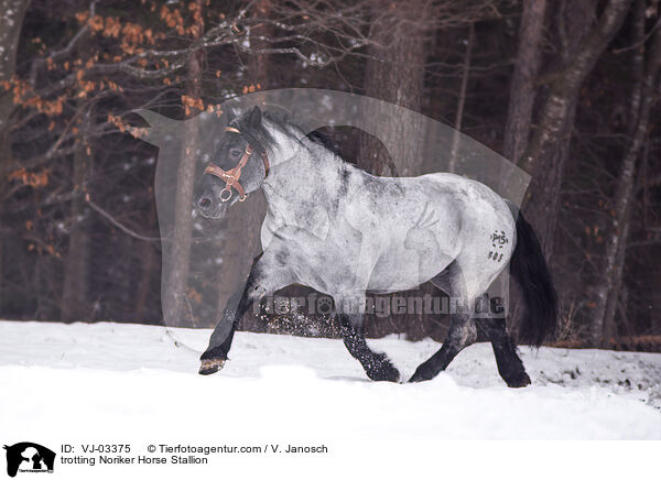 trabender Noriker Hengst / trotting Noriker Horse Stallion / VJ-03375