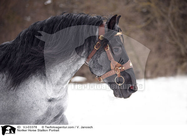 Noriker Horse Stallion Portrait / VJ-03378
