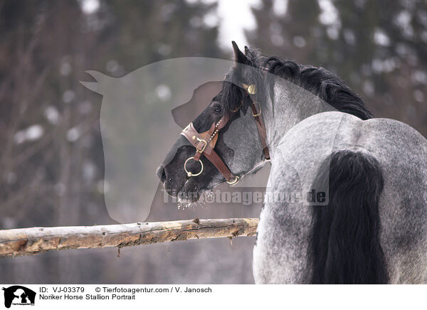 Noriker Horse Stallion Portrait / VJ-03379