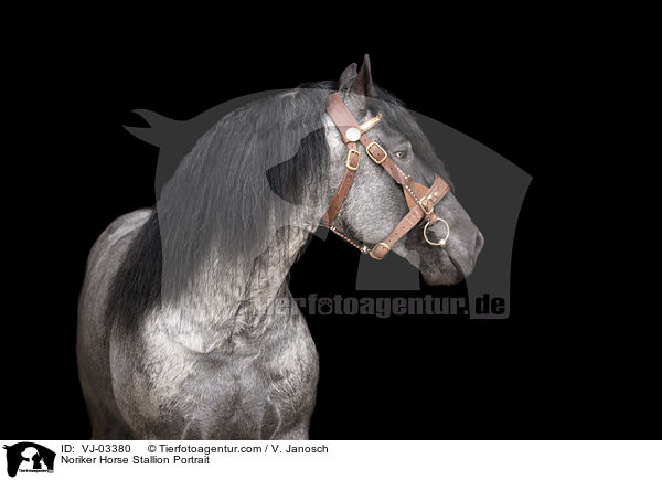 Noriker Hengst Portrait / Noriker Horse Stallion Portrait / VJ-03380