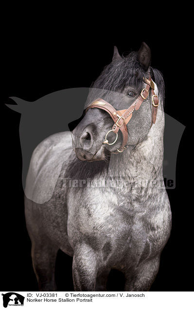 Noriker Hengst Portrait / Noriker Horse Stallion Portrait / VJ-03381