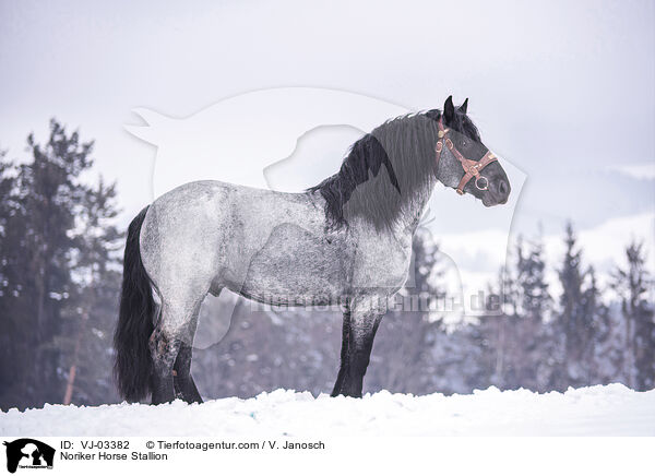 Noriker Hengst / Noriker Horse Stallion / VJ-03382