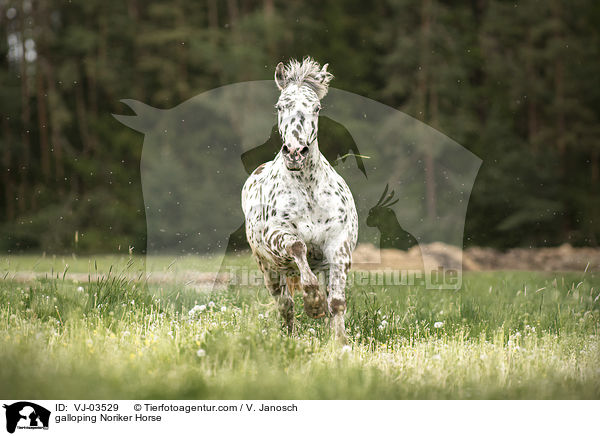 galloping Noriker Horse / VJ-03529