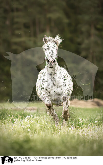 galoppierender Noriker / galloping Noriker Horse / VJ-03530