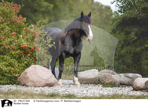 Noriker / Noriker horse / PB-01308