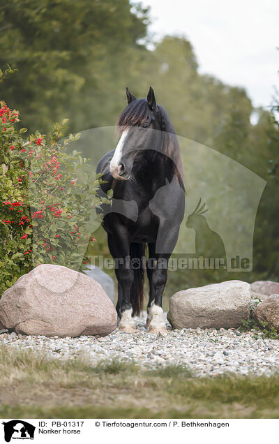 Noriker / Noriker horse / PB-01317