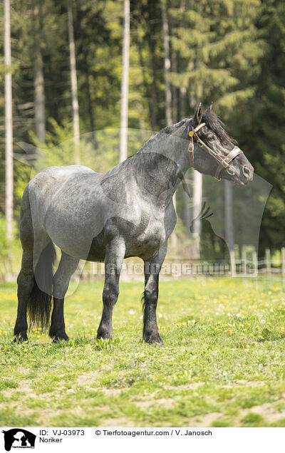 Noriker / Noriker / VJ-03973