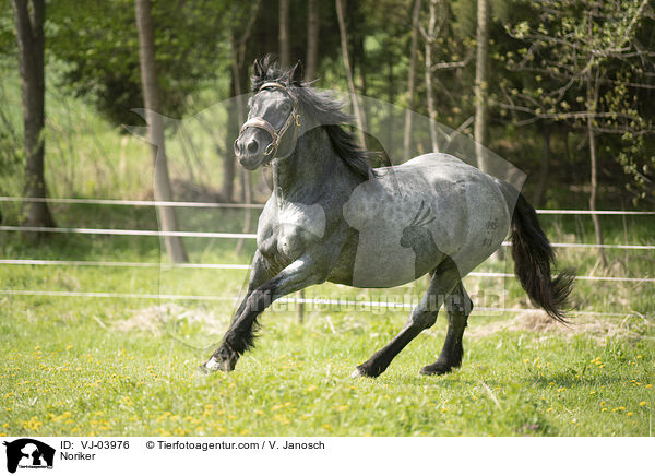 Noriker / Noriker / VJ-03976
