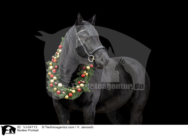 Noriker Portrait / VJ-04113