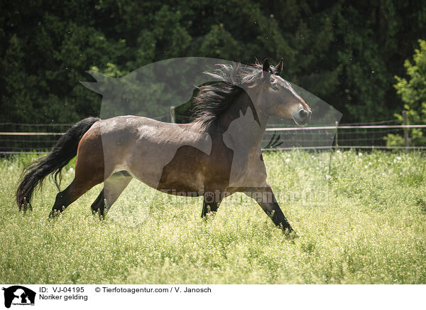 Noriker Wallach / Noriker gelding / VJ-04195