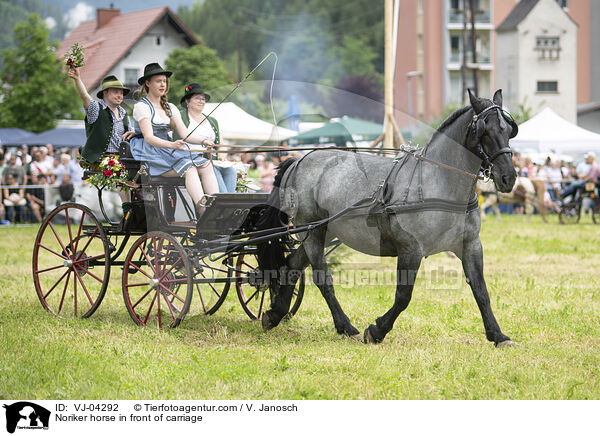 Noriker vor Kutsche / Noriker horse in front of carriage / VJ-04292