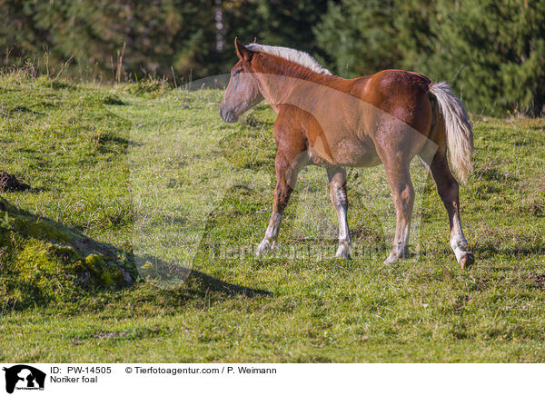 Noriker Fohlen / Noriker foal / PW-14505