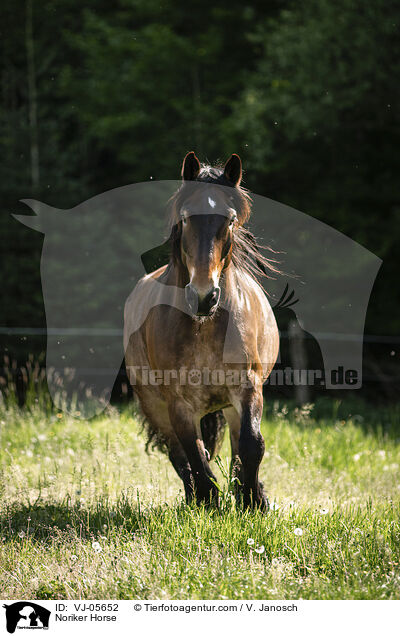 Noriker / Noriker Horse / VJ-05652