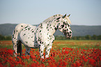 horse in the poppy field