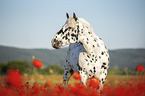 horse in the poppy field