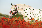 horse in the poppy field