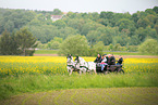 Noriker Horse on the buggy