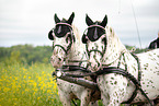 Noriker Horse on the buggy